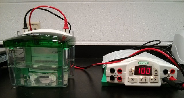 Electrophoresissystem2