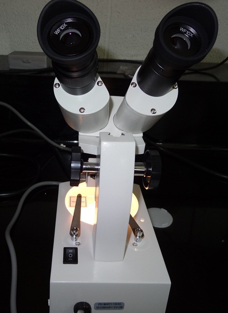 Stereo Microscope